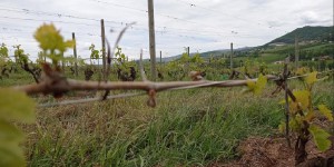 Changement climatique : comment les viticulteurs s'adaptent en Auvergne Rhône-Alpes ?