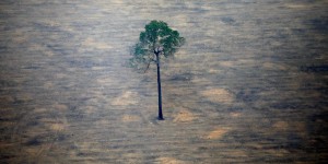 COP26: la déforestation stoppée en moins de dix ans! C'est la promesse de 100 pays représentant 85% des forêts mondiales