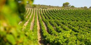 Dérèglement climatique : les viticulteurs languedociens sous pression