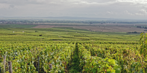 Ce que font les vins de Champagne pour lutter contre le changement climatique