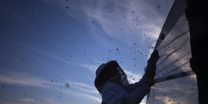 La France lance enfin un plan d'urgence pour sauver les abeilles