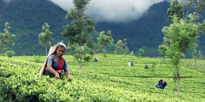 Premier pays au monde passé à l'agriculture 100% bio, le Sri Lanka fait machine arrière et réintroduit les pesticides