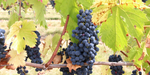 Opération sauvetage : la collection de vignes de l’INRAE transférée à Gruissan