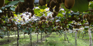 Les producteurs de kiwi particulièrement touchés par le changement climatique