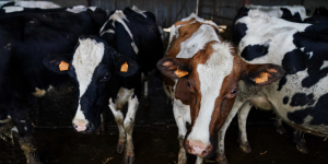La Nouvelle-Zélande veut taxer les émissions de gaz des animaux d'élevage