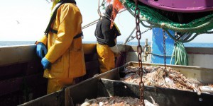 Après des crises successives, les 5 chiffres étonnants de la filière pêche en France