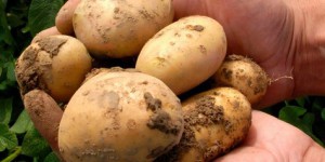 Crise climatique : la production de pommes de terre en France au plus bas depuis 27 ans