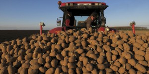 Mauvaise récolte de pommes de terre: «Il faudra au moins une augmentation des coûts d'achat de 30%»