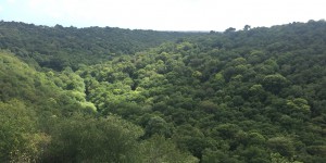 Changement climatique : comment Neosylva veut sauver la forêt française
