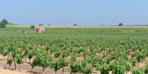 Guerre de l’eau dans l’Hérault : les projets de bassines pour irriguer la vigne créent la discorde