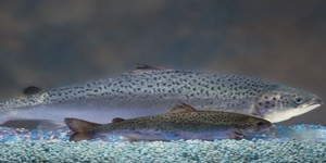 Bientôt un saumon génétiquement modifié dans nos assiettes ?