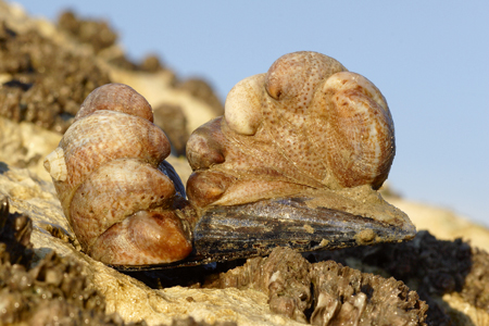 En Bretagne, un mollusque lubrique inquiète les producteurs de moules