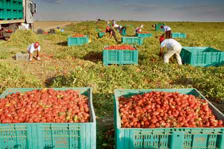 En Italie, la tomate presse ses forçats africains