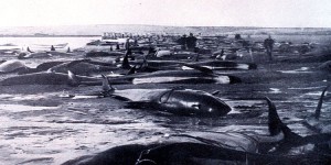 Les « baleines-pilotes » échouent, le mystère reste entier