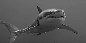 Tuer les requins pour éviter les attaques, un « massacre inefficace »