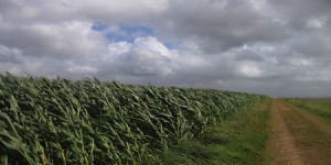 OGM : Avis de tempête entre l'Europe et la France sur le maïs