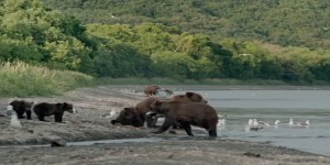 Sortie ciné : Terre des ours