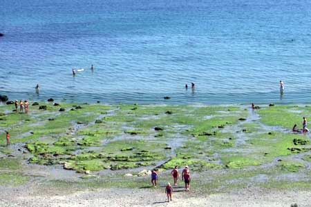Enfin la solution miracle contre les algues vertes ?