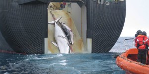  Japon, Islande, Norvège : pourquoi ils continuent de chasser la baleine