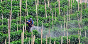 Comment les OGM favorisent la vente de pesticides