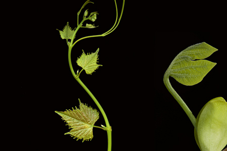 'Les plantes sont dotées de capacités de perception étonnantes'