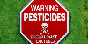 Danger des pesticides : on a vérifié les salades des fabricants