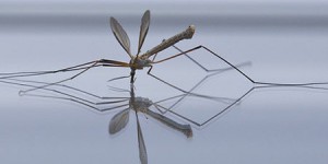 Dengue, chikungunya : comment éviter l'épidémie sans insecticides