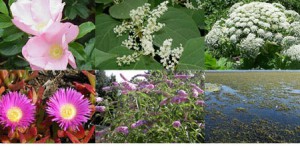 Jardiniers, voici 7 plantes invasives à éviter