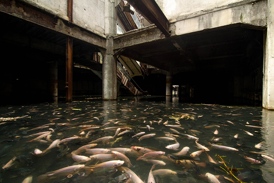 A Bangkok, des poissons envahissent un centre commercial abandonné