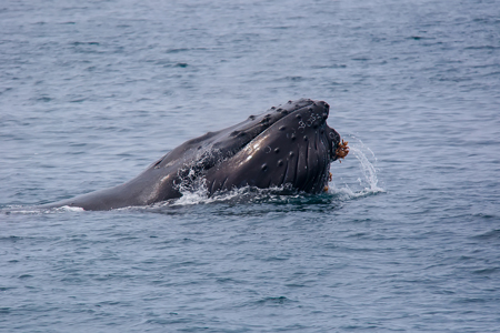 L'urine de baleine nous sauvera-t-elle du changement climatique ?