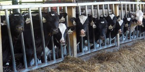 La ferme des 1 000 vaches accueille ses premières pensionnaires