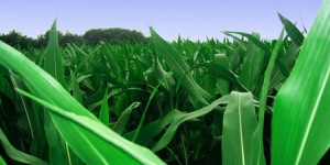 Le premier groupe coopératif agricole français investit dans… les pesticides