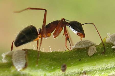 Isolées, les fourmis meurent… Et nous ?