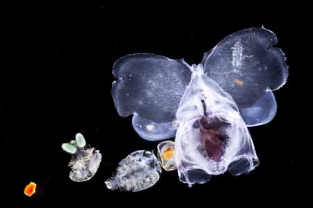 Tara océans dévoile ses fabuleux trésors planctoniques