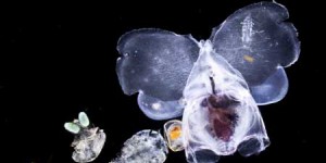 Tara océans dévoile ses fabuleux trésors planctoniques