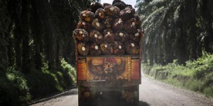 En 2015, l'huile de palme ne sera toujours pas durable
