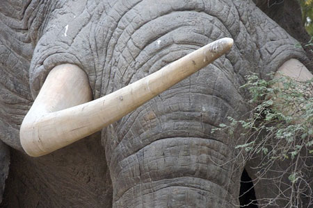 Il a remonté la route de l'ivoire grâce à une fausse défense