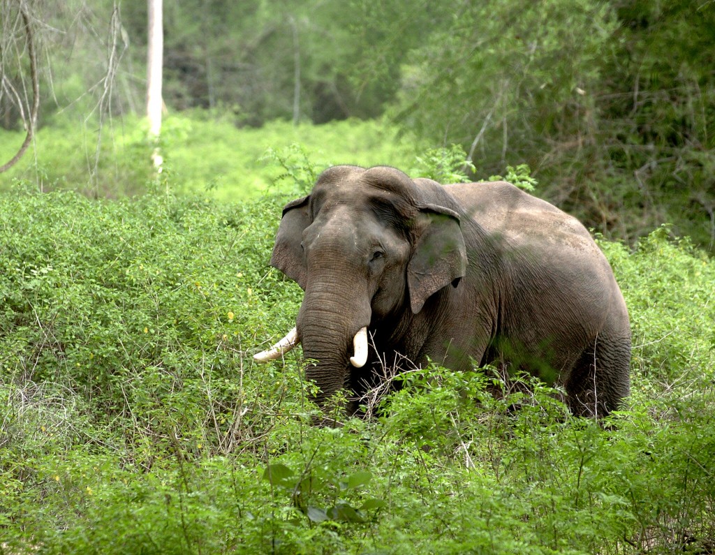 Comment effrayer les éléphants – pour leur propre bien ?
