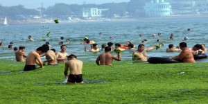 La Chine confrontée à sa pire marée d’algues vertes