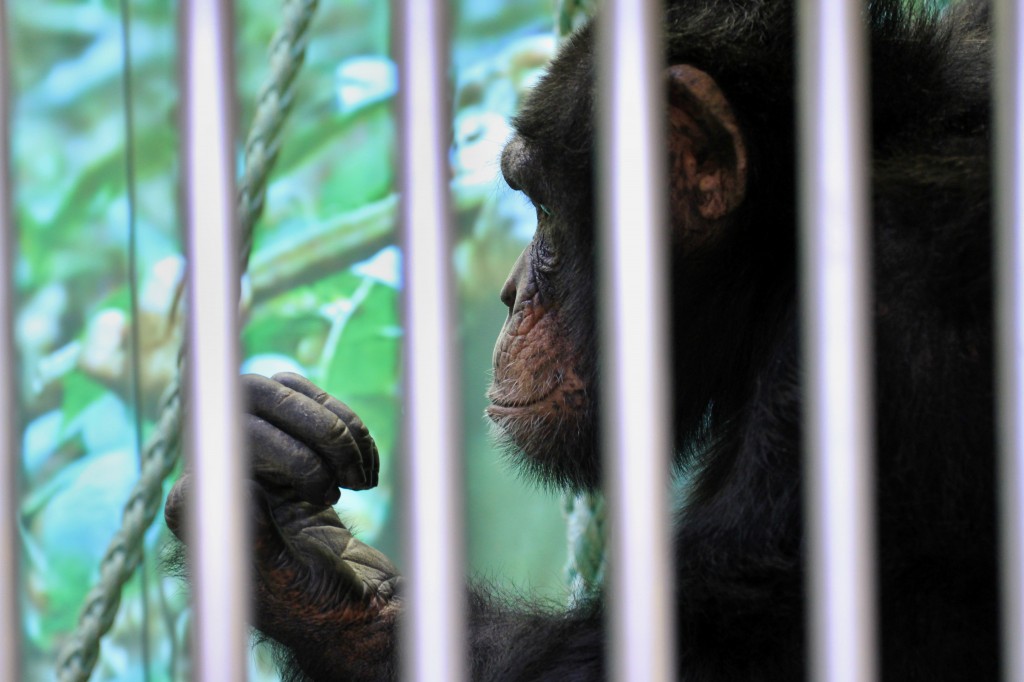 La justice américaine doit déterminer si les chimpanzés sont des personnes