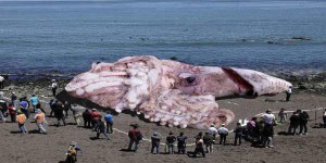 Hoax écolo : un calamar géant radioactif échoué en Californie