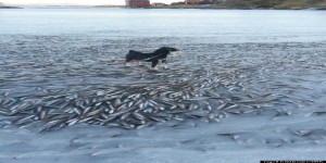 En Norvège, le froid fait geler un banc de poissons