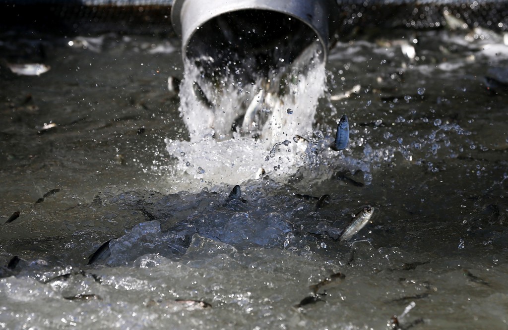 En Californie, 25 millions de saumons transportés en camion à cause de la sécheresse