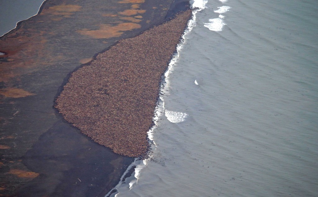 En Alaska, 35 000 morses se réfugient sur une plage faute de banquise