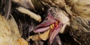 La cruauté du foie gras français de nouveau dévoilée