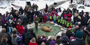 Un zoo danois invite les enfants à la dissection d’une lionne