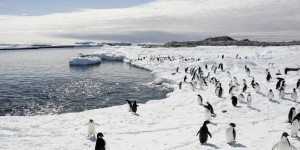 Non, 150 000 manchots ne sont pas morts en Antarctique à cause d’un iceberg
