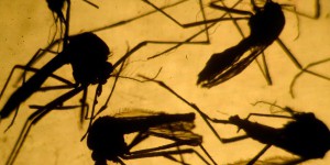 Et si on éradiquait tous les moustiques ?