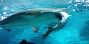 Pourquoi un requin en a dévoré un autre dans un aquarium de Séoul