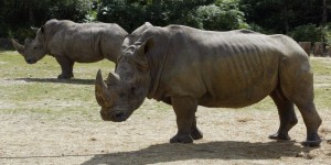 Un rhinocéros abattu au zoo de Thoiry, sa corne tronçonnée